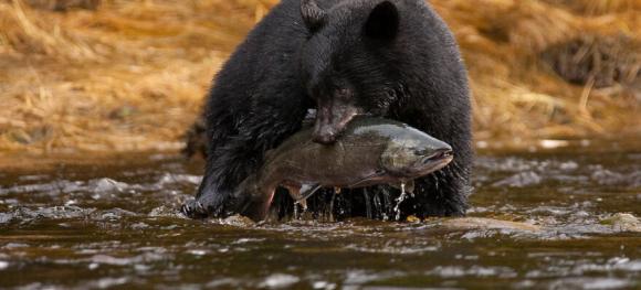 Featureslider-Bear