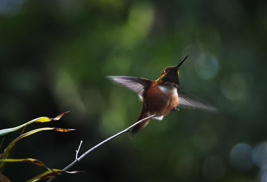 Hummer-low-res-sander-jain