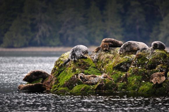 Seal haul-out at Plover Point, Meares Island near Tofino.