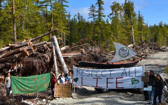 Logging on Tofino Creek