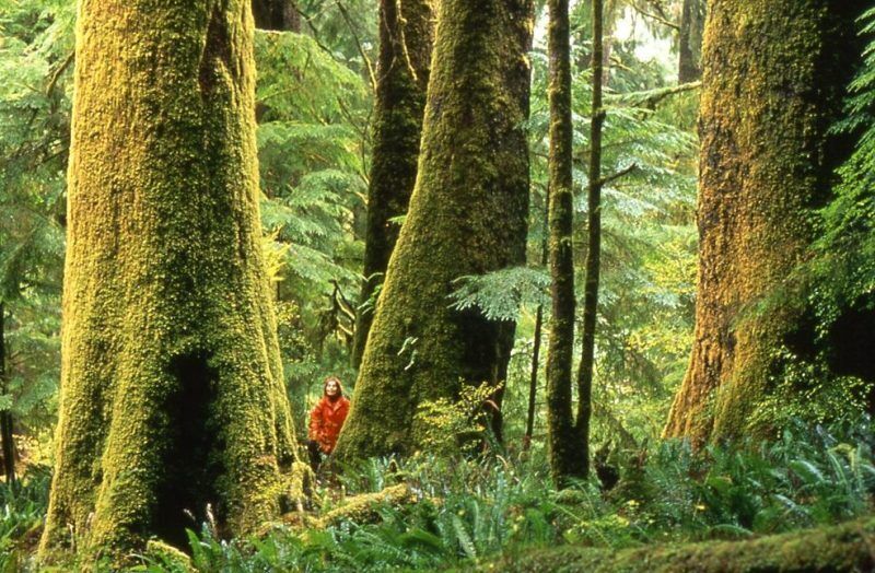 Ancient Forests - Friends Of Clayoquot Sound