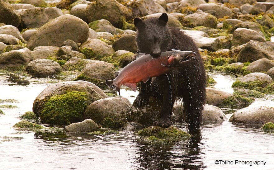Bear & Red Coho Salmon