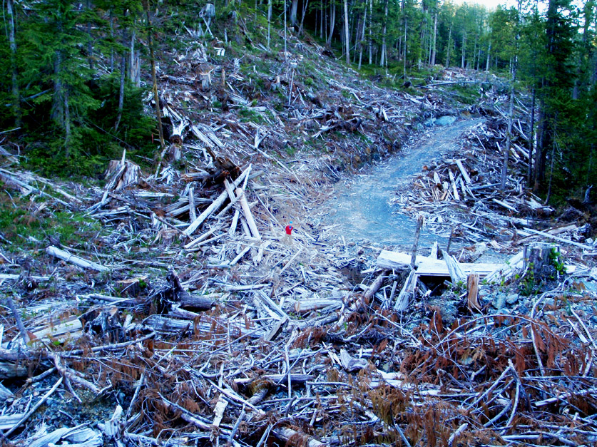 Industrial Logging