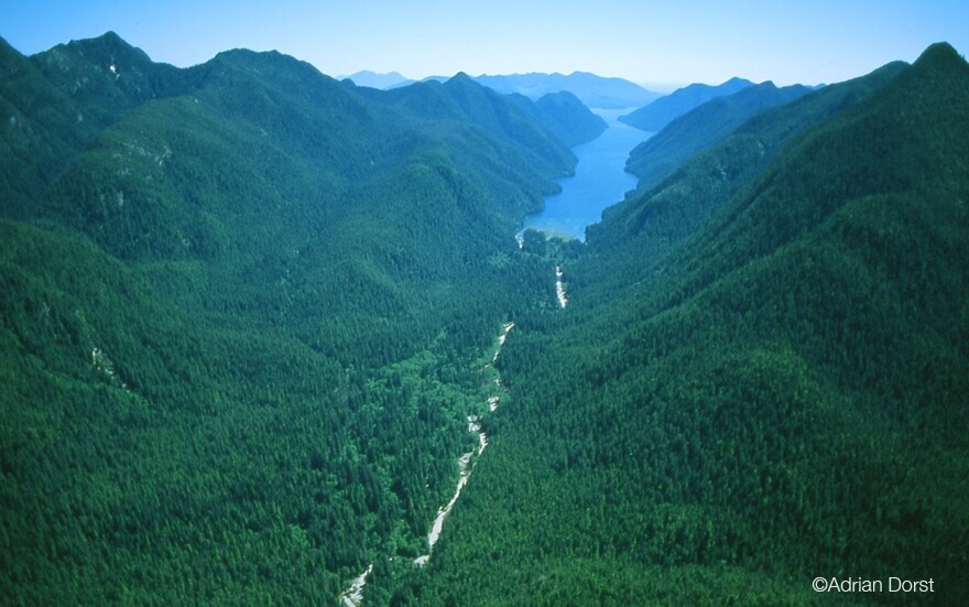 Aerial shot of Sydney, Clayoquot Sound