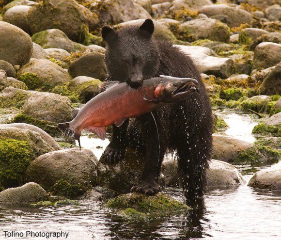 BB_red coho_copy:Tofino Photography