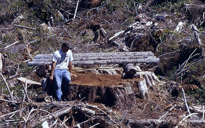 Huge cedar stump in Interfor’s cutblock in Lost Shoe Creek (2000).