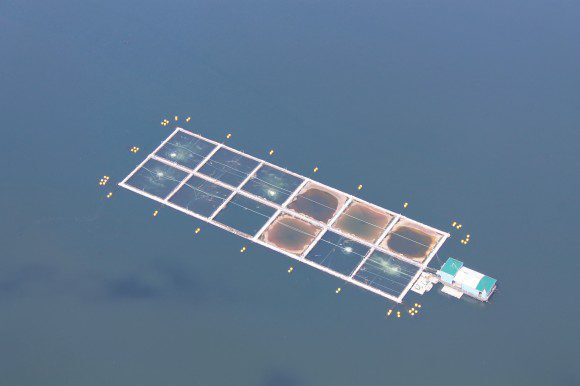 salmon farm with die-off