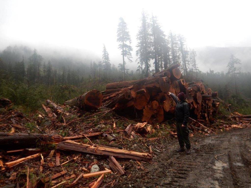 Caption: FOCS Campaigner, Jeh Custerra, monitoring logging near Virgin Falls earlier this year.