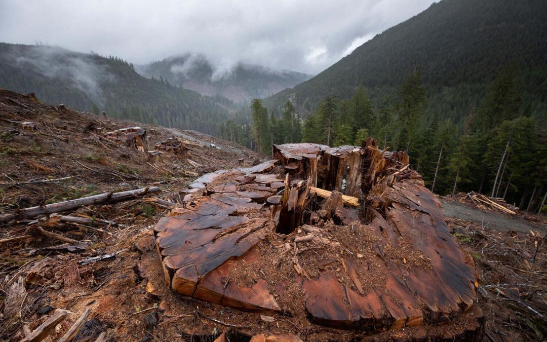 Forest Defenders Converge to Protect Old Growth: Only 2.7% Remaining on Vancouver Island