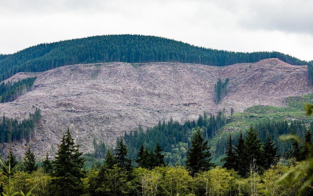 Massive Call for B.C. Government Action Targets Minister on Forests and Climate