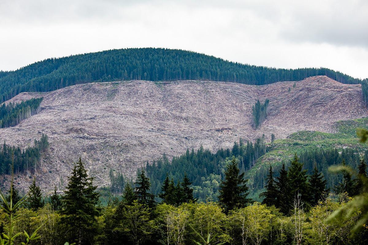 On Vancouver Island alone, the equivalent of 34 soccer fields of the last remaining ancient rainforests are logged every day. #PROTECTWHATYOULOVE #CLIAMTEACTIONNOW - Photo by TJ Watt