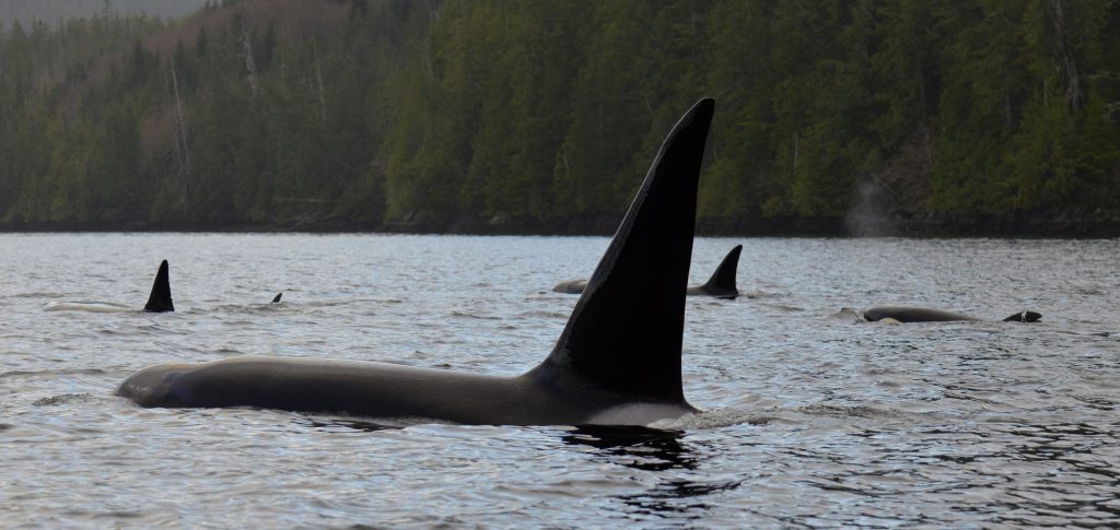 Orcas are one of the many species threatened by the proposed Trans Mountain pipeline expansion that would increase west coast oil tanker traffic by 700%. Photo by Marcie Callewaert John @west.coast.soul