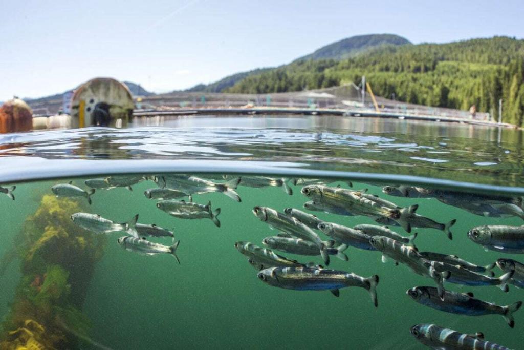 Juvenile wild fish swim pass an Atlantic salmon farm