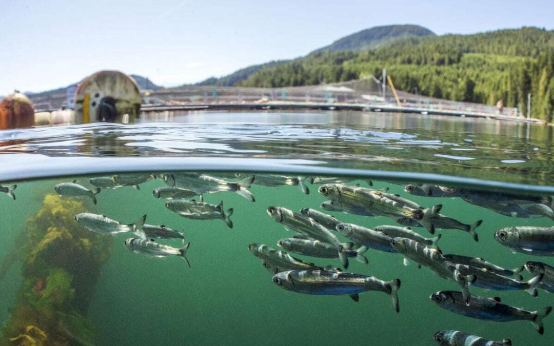 End In Sight for Open Net Salmon Farms in Canada