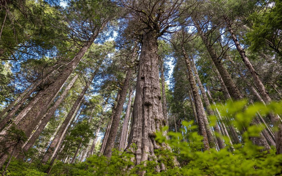 Solutions Exist for Permanent Protection of Ancient Forests
